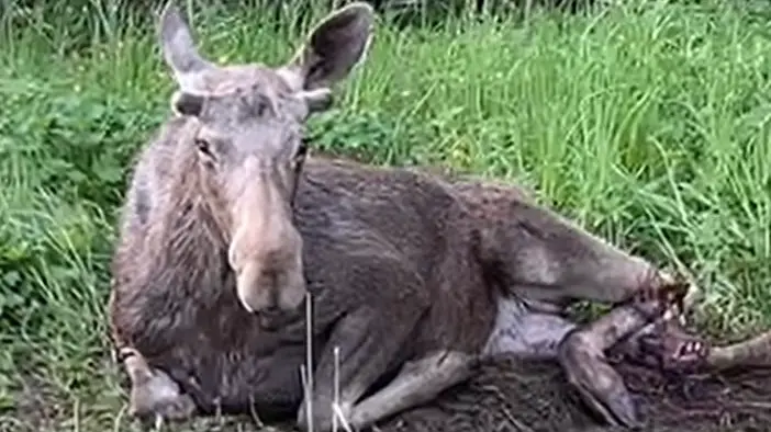 Директор Московского зоопарка потребовала оказать помощь сбитому лосю