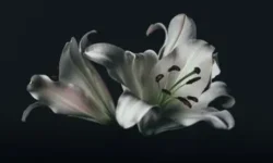 Светлая память кинематографических звезд Нины Гребешковой и Леонида Гайдая svetlaya pamyat kinematograficheskih zvezd niny grebeshkovoj i leonida gajdaya-fabrec-ru-174706504100-0