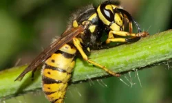 Тацуя Сага представил новые открытия о питании hachinoko и Vespula shidai в Университете Кобе taczuya saga predstavil novye otkrytiya o pitanii i v universitete kobe-fabrec-ru-174799562400-0