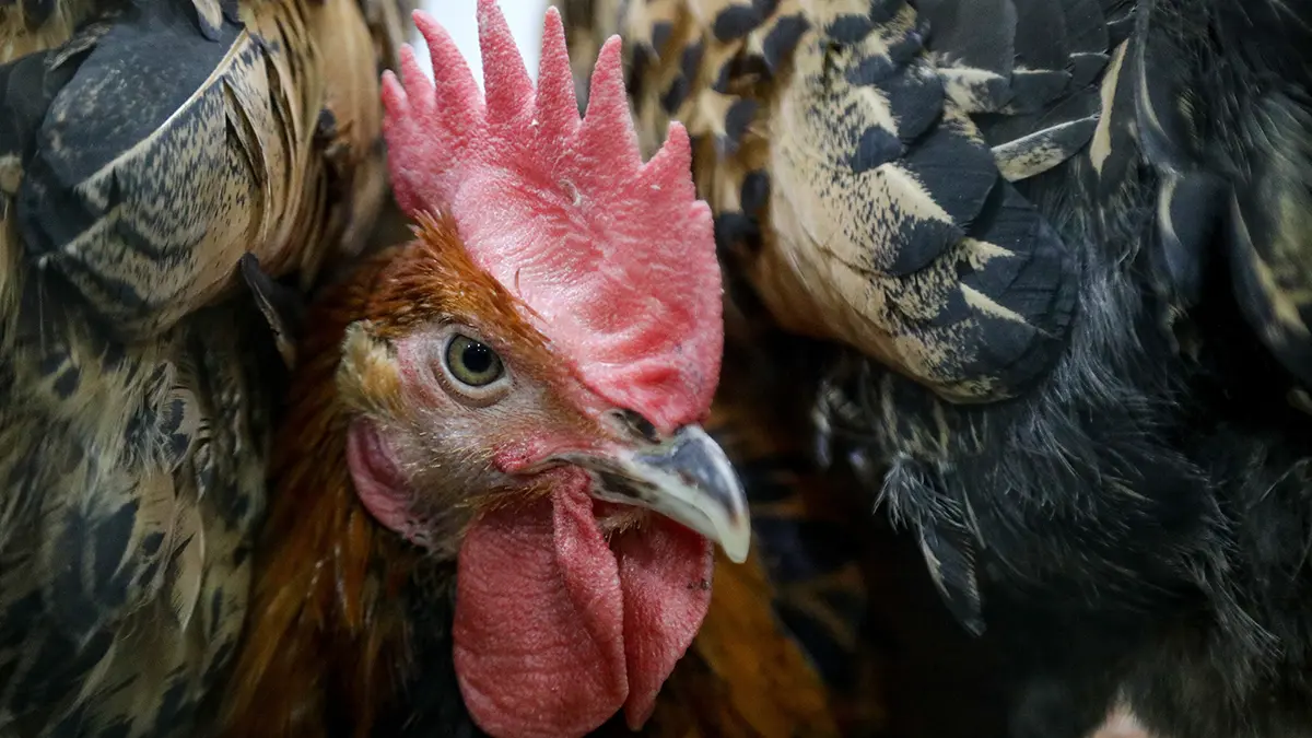 Тысячи человек вступились за петуха, на которого сосед подал в суд за кукареканье