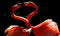 Учёные из Беркли и Джорджии открывают секреты охоты фламинго с Виктором Ортегой Хименесом uchyonye iz berkli i dzhordzhii otkryvayut sekrety ohoty flamingo s viktorom ortegoj himenesom-fabrec-ru-174709871000-0