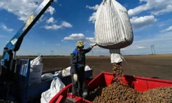 Учёные НовГУ под руководством Ярославы Абдушаевой вывели картофель на новый уровень uchyonye novgu pod rukovodstvom yaroslavy abdushaevoj vyveli kartofel na novyj uroven-fabrec-ru-174861783500-0