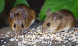 Удивительные открытия в социальном поведении мышей от Института Фрэнсиса Крика и Университетского колледжа Лондона udivitelnye otkrytiya v soczialnom povedenii myshej ot instituta frensisa krika i universitetskogo kolledzha londona-fabrec-ru-174772322100-0