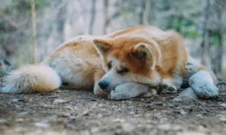 УМВД России по Приморскому краю выясняет обстоятельства ДТП с собакой в селе Кремово umvd rossii po primorskomu krayu vyyasnyaet obstoyatelstva dtp s sobakoj v sele kremovo-fabrec-ru-174819177800-0