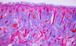 Университетский колледж Лондона, LinkGevity и ESA изучают новые способы борьбы со старением universitetskij kolledzh londona i izuchayut novye sposoby borby so stareniem-fabrec-ru-174854128700-0