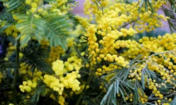 Важные советы от Людмилы Буряковой и экспертов Союза садоводов России vazhnye sovety ot lyudmily buryakovoj i ekspertov soyuza sadovodov rossii-fabrec-ru-174730171900-0