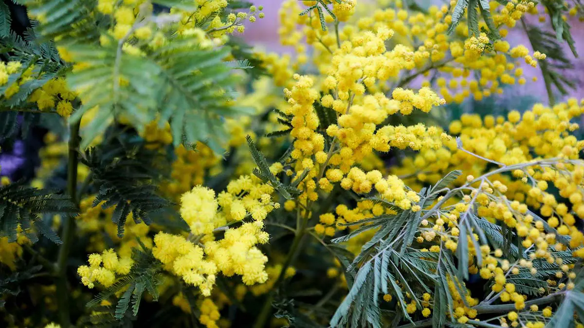 За что могут оштрафовать дачников: запрещенные растения