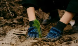 Кристина Ляпцева из AGIMA и команды IT-отрасли подарили Переделкино 6 тысяч сосен kristina lyapczeva iz i komandy otrasli podarili peredelkino 6 tysyach sosen-fabrec-ru-0