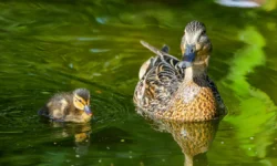 Москва принимает гостей с разнообразием животных и редкими видами moskva prinimaet gostej s raznoobraziem zhivotnyh i redkimi vidami-fabrec-ru-0