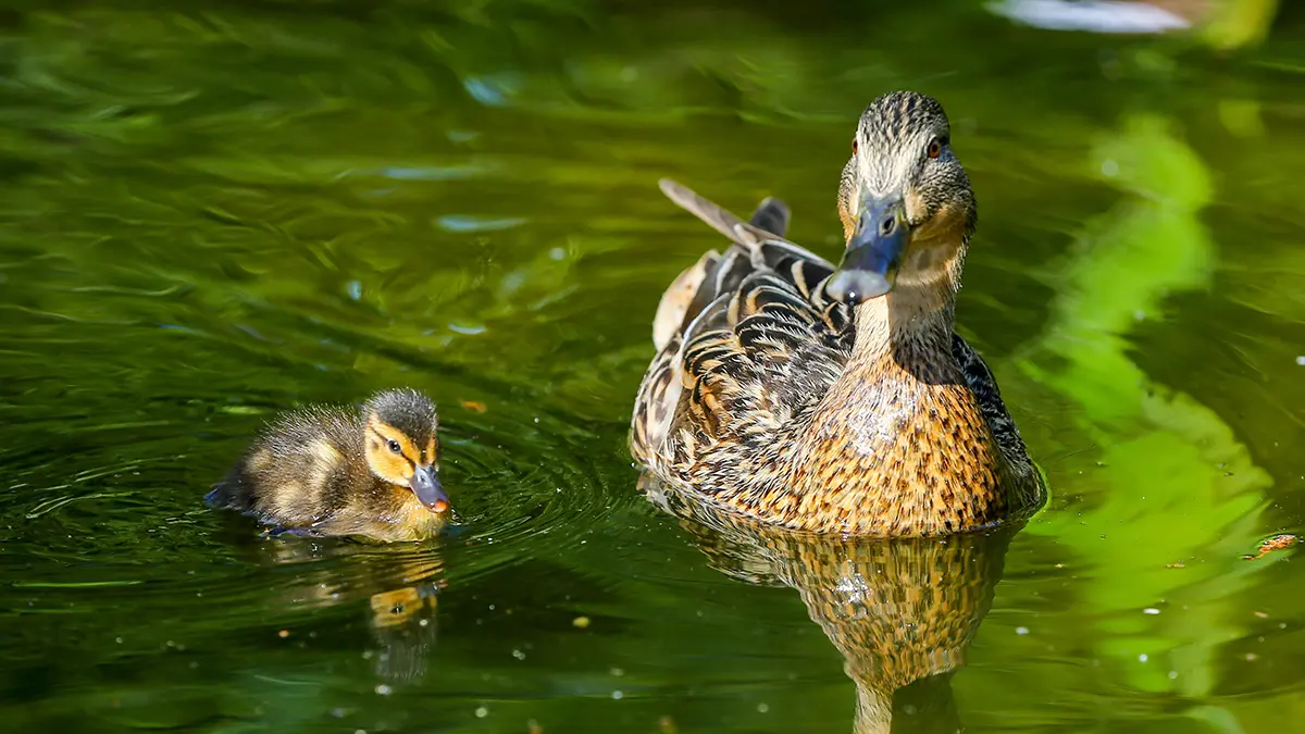 Около трех тысяч видов животных обитают на зеленых территориях столицы