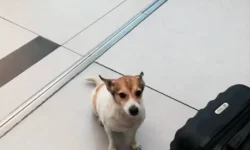 Позитивные изменения в транспортировке животных с рекомендациями Елизаветы Кончевой pozitivnye izmeneniya v transportirovke zhivotnyh s rekomendacziyami elizavety konchevoj-fabrec-ru-0