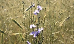 Соловьиный день Василиска и традиции празднования 4 июня solovinyj den vasiliska i tradiczii prazdnovaniya 4 iyunya-fabrec-ru-174874553300-0