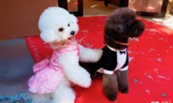 Свадьба Авроры и Рыжика, пуделя и бишона-фризе в Самаре svadba avrory i ryzhika pudelya i bishonafrize v samare-fabrec-ru-0