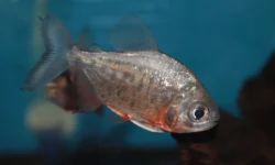 Ученые Института океанографии Скриппса открывают пути защиты от паразитов в рыбах США uchenye instituta okeanografii skrippsa otkryvayut puti zashhity ot parazitov v rybah ssha-fabrec-ru-0