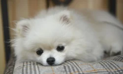 Виктория Романовская о полезных субпродуктах для собак и советы от Александра Селиванова viktoriya romanovskaya o poleznyh subproduktah dlya sobak i sovety ot aleksandra selivanova-fabrec-ru-174895684500-0