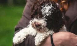 Юлия Меликова и профессор Ионов дают советы по безопасности питомцев yuliya melikova i professor ionov dayut sovety po bezopasnosti pitomczev-fabrec-ru-174883827200-0