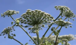 Эксперт СберЗдоровье Татьяна Симонова предлагает экстренные меры против борщевика ekspert sberzdorove tatyana simonova predlagaet ekstrennye mery protiv borshhevika-fabrec-ru-0