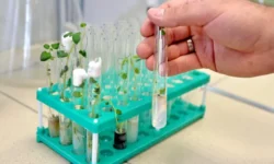 Оксана Урбанович представила прорыв в защите картофеля от фитофтороза oksana urbanovich predstavila proryv v zashhite kartofelya ot fitoftoroza-fabrec-ru-0