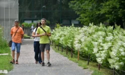 Садоводство в парках Москвы: Измайловское, Таганское и Царицыно sadovodstvo v parkah moskvy izmajlovskoe taganskoe i czariczyno-fabrec-ru-0