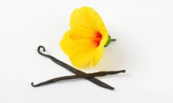 Ученые из Левеснка и Ланкестера стремятся сохранить Vanilla planifolia uchenye iz levesnka i lankestera stremyatsya sohranit -fabrec-ru-0