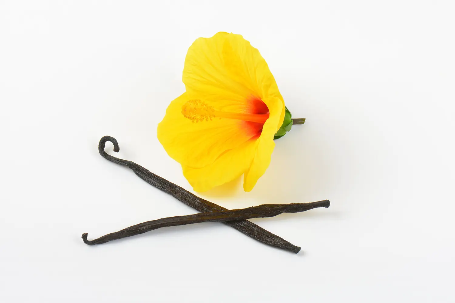 Ученые из Левеснка и Ланкестера стремятся сохранить Vanilla planifolia-0