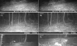 Учёные были удивлены необычной историей оцелота и опоссума в Национальном парке Ману uchyonye byli udivleny neobychnoj istoriej oczelota i opossuma v naczionalnom parke manu-fabrec-ru-0