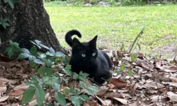 Университет Флориды открыл вирус Gainesville shrew mammalian orthoreovirus type 3 strain UF-1, исследованный Пеппером и Джоном Ледниками universitet floridy otkryl virus 3 1 issledovannyj pepperom i dzhonom lednikami-fabrec-ru-0