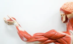 BCAA и глутамин могут стать надеждой для печени, считают исследователи из Northwest University i glutamin mogut stat nadezhdoj dlya pecheni schitayut issledovateli iz -fabrec-ru-0