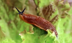 Михаил Воробьев и Мария делятся мнениями о испанских слизнях, советы Россельхознадзора mihail vorobev i mariya delyatsya mneniyami o ispanskih sliznyah sovety rosselhoznadzora-fabrec-ru-0