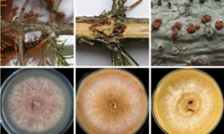 Новое открытие Юлии Литовки и Игоря Павлова угрожает пихте сибирской novoe otkrytie yulii litovki i igorya pavlova ugrozhaet pihte sibirskoj-fabrec-ru-0