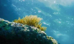 Новый взгляд на скопления атлантической скумбрии от СПбГУ и Тихоокеанского института novyj vzglyad na skopleniya atlanticheskoj skumbrii ot spbgu i tihookeanskogo instituta-fabrec-ru-0