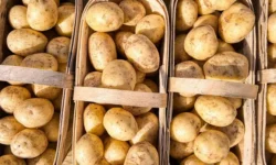 По данным Росстата картофель подешевел почти на 9% по всей России po dannym rosstata kartofel podeshevel pochti na 9 po vsej rossii-fabrec-ru-0