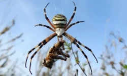 Сергей Бурмистров о пауках-осах в Москве и медузах на Азовском море sergej burmistrov o paukahosah v moskve i meduzah na azovskom more-fabrec-ru-0