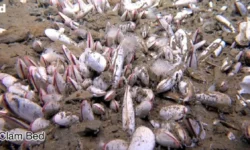 Андрей Гебрук рассказывает о жизни на рекордной глубине желоба Курило-Камчатка andrej gebruk rasskazyvaet o zhizni na rekordnoj glubine zheloba kurilokamchatka-fabrec-ru-0