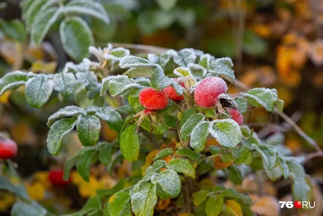 Иногда заморозки приходят в столицу лишь ближе к концу осени | Источник: Кирилл Поверинов / 76.RU