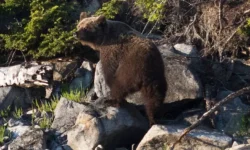 Игорь Кобзев и ГУ МВД России по Иркутской области защищают регион от медведей igor kobzev i gu mvd rossii po irkutskoj oblasti zashhishhayut region ot medvedej-fabrec-ru-0