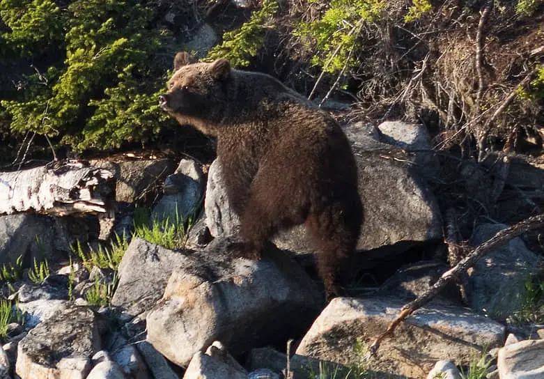 Бурый медведь на Байкале