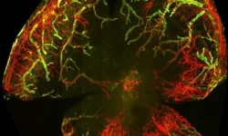 Павел Макаревич и ученые МГУ раскрывают новые подходы к лечению ожогов роговицы при поддержке РНФ pavel makarevich i uchenye mgu raskryvayut novye podhody k lecheniyu ozhogov rogoviczy pri podderzhke rnf-fabrec-ru-0