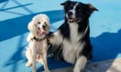 Сергунина отметила 30 тысяч участников на шоу РКФ и МВД РФ в Москве sergunina otmetila 30 tysyach uchastnikov na shou rkf i mvd rf v moskve-fabrec-ru-0