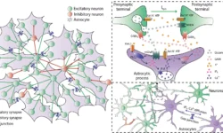 Создана новая модель для подавления эпилептических приступов с помощью нейронов и астроцитов sozdana novaya model dlya podavleniya epilepticheskih pristupov s pomoshhyu nejronov i astroczitov-fabrec-ru-0