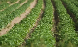 Супружеская пара обнаружила клад монет эпохи Тюдоров от Генриха VI до Генриха VIII supruzheskaya para obnaruzhila klad monet epohi tyudorov ot genriha do genriha -fabrec-ru-0