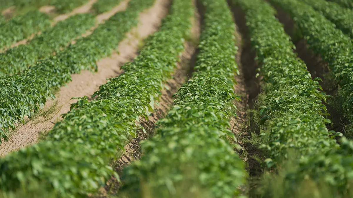 Супружеская пара нашла клад на 25 миллионов рублей во время прополки грядок