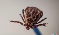 В Москве началась вторая волна клещей, требующая бдительности и защиты v moskve nachalas vtoraya volna kleshhej trebuyushhaya bditelnosti i zashhity-fabrec-ru-0