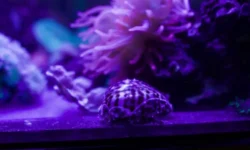 В Приморском океанариуме обитают тигровые каури, тетра Косты и дендрохир-зебра v primorskom okeanariume obitayut tigrovye kauri tetra kosty i dendrohirzebra-fabrec-ru-0