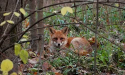 Жители Москвы помогут природе в национальном парке «Лосиный остров» zhiteli moskvy pomogut prirode v naczionalnom parke losinyj ostrov-fabrec-ru-0