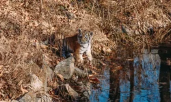 Амурские тигры снова замечены в Приморье, включая Находку и Большой Камень amurskie tigry snova zamecheny v primore vklyuchaya nahodku i bolshoj kamen-fabrec-ru-0