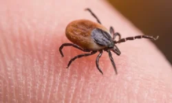 azamat kunafin i grigorij balagurov rasskazali o zavershenii sezona kleshhej-fabrec-ru-0