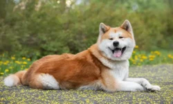 geroicheskij sibainu hetao spas hozyajku men ot zmei v hebee-fabrec-ru-0