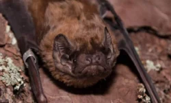 Гигантская вечерница Nyctalus lasiopterus поразила ученых своим охотничьим мастерством gigantskaya vechernicza porazila uchenyh svoim ohotnichim masterstvom-fabrec-ru-0