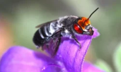 Как лесные пожары влияют на биоразнообразие опылителей и мир пчёл kak lesnye pozhary vliyayut na bioraznoobrazie opylitelej i mir pchyol-fabrec-ru-0